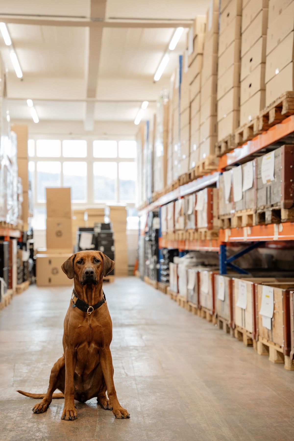 Le chien du bureau est assis dans l’allée de l’entrepôt