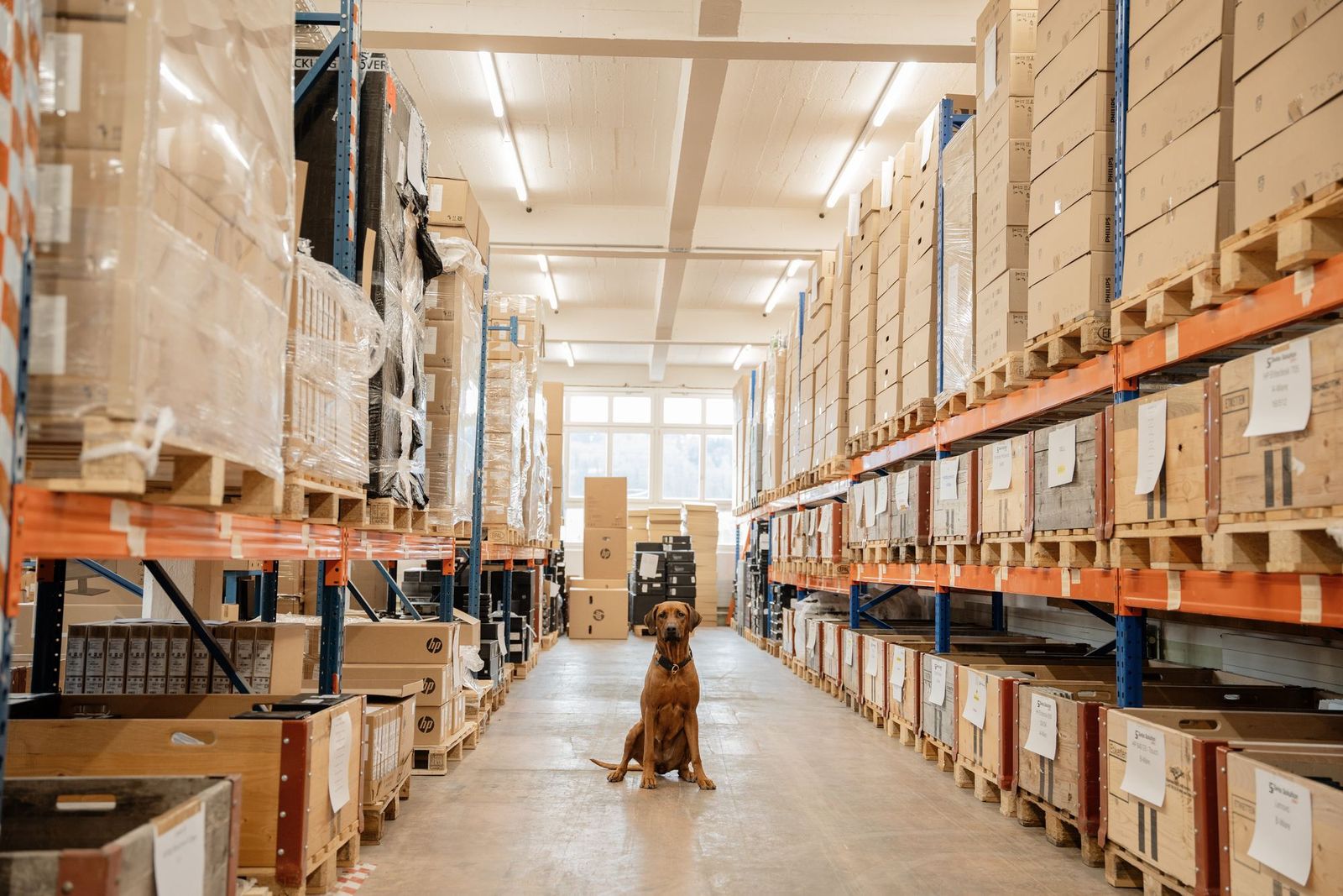 Der Bürohund sitzt im Lagergang zwischen Paletten und Kisten mit sortierten Gebrauchtgeräten